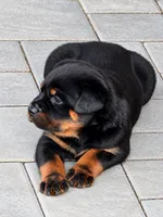 Tulip, a female Rottweiler for sale in San Diego, CA – 3 of 3