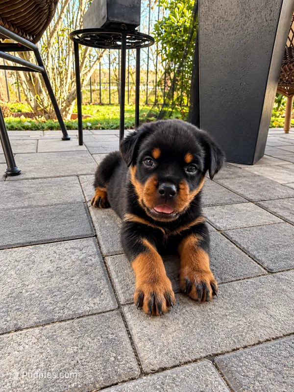 Bruno – Rottweiler puppy for sale in San Diego, CA