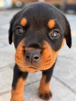 Trinity, a female Rottweiler for sale in San Diego, CA – 4 of 4