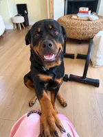 Tulip AKC, a female Rottweiler for sale in San Diego, CA – 6 of 6