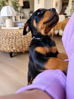 Neo AKC, a male Rottweiler for sale in San Diego, CA – 5 of 9
