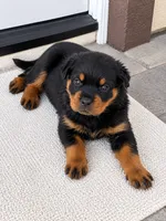 Bear , a male Rottweiler for sale in San Diego, CA – 1 of 4