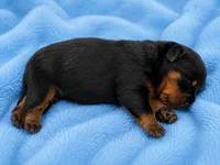 Rocky, a male Rottweiler for sale in San Diego, CA – 1 of 2
