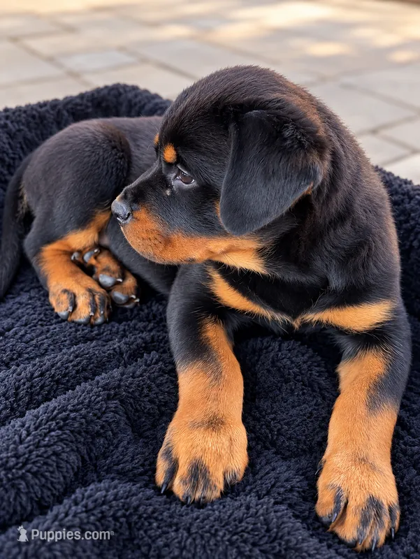 Esther  – Rottweiler puppy for sale in San Diego, CA