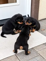 Bear , a male Rottweiler for sale in San Diego, CA – 4 of 4