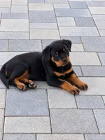 Esther , a female Rottweiler for sale in San Diego, CA – 1 of 5