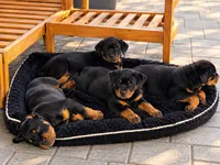 Esther , a female Rottweiler for sale in San Diego, CA – 4 of 5