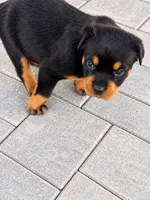 Nala, a female Rottweiler for sale in San Diego, CA – 2 of 4