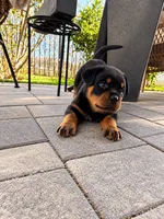 Bruno, a male Rottweiler for sale in San Diego, CA – 3 of 4