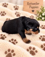 Neo, a male Rottweiler for sale in San Diego, CA – 2 of 4