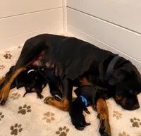 Tulip, a female Rottweiler for sale in San Diego, CA – 4 of 4