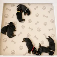 Rocky, a male Rottweiler for sale in San Diego, CA – 2 of 2