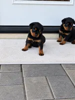 Bear , a male Rottweiler for sale in San Diego, CA – 3 of 4