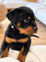Neo AKC, a male Rottweiler for sale in San Diego, CA – 4 of 9