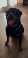 AKC Esther , a female Rottweiler for sale in San Diego, CA – 6 of 7