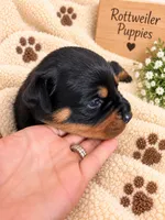 Neo, a male Rottweiler for sale in San Diego, CA – 4 of 4