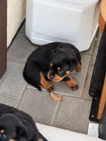 Nala, a female Rottweiler for sale in San Diego, CA – 3 of 4