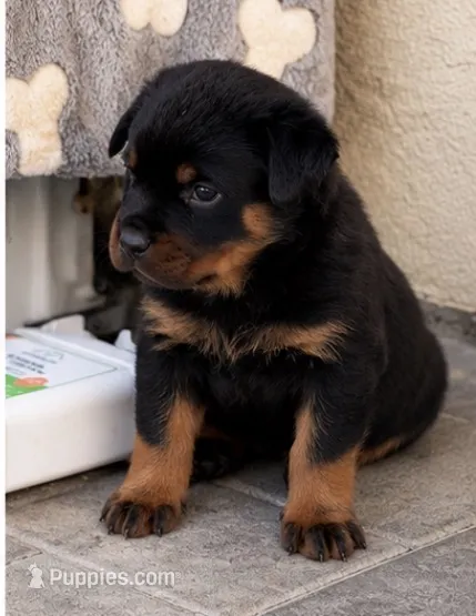 Tulip – Rottweiler puppy for sale in San Diego, CA
