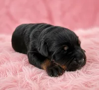 Tulip, a female Rottweiler for sale in San Diego, CA – 2 of 4