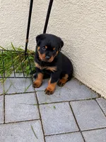 Bear , a male Rottweiler for sale in San Diego, CA – 2 of 4