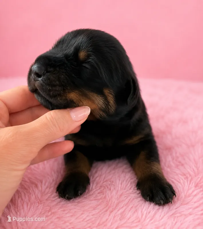 Tulip – Rottweiler puppy for sale in San Diego, CA