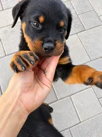 Esther , a female Rottweiler for sale in San Diego, CA – 3 of 5
