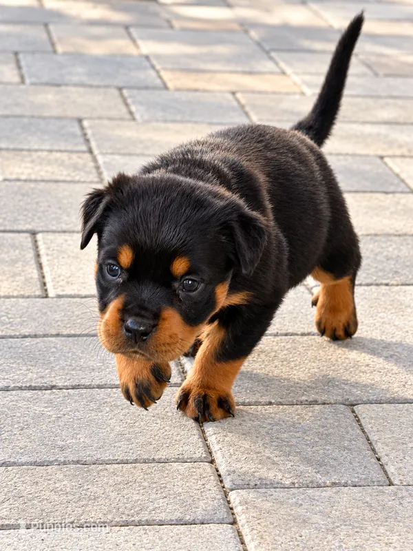 Nala – Rottweiler puppy for sale in San Diego, CA