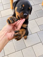 Esther , a female Rottweiler for sale in San Diego, CA – 4 of 5