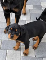 Trinity, a female Rottweiler for sale in San Diego, CA – 2 of 4