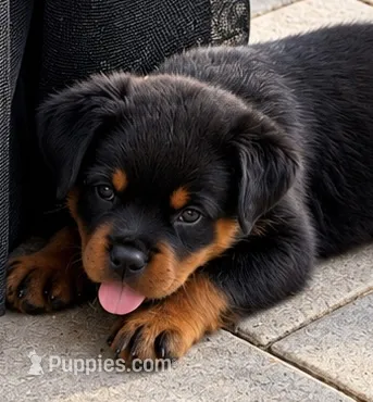 Enoc – Rottweiler puppy for sale in San Diego, CA
