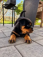 Bruno, a male Rottweiler for sale in San Diego, CA – 2 of 4