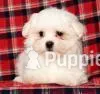 Ava – Maltese puppy for sale in Wilton Center, CT