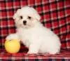 Ava, a female Maltese for sale in Wilton Center, CT – Photo 2 of 3