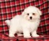Ava, a female Maltese for sale in Wilton Center, CT – Photo 3 of 3