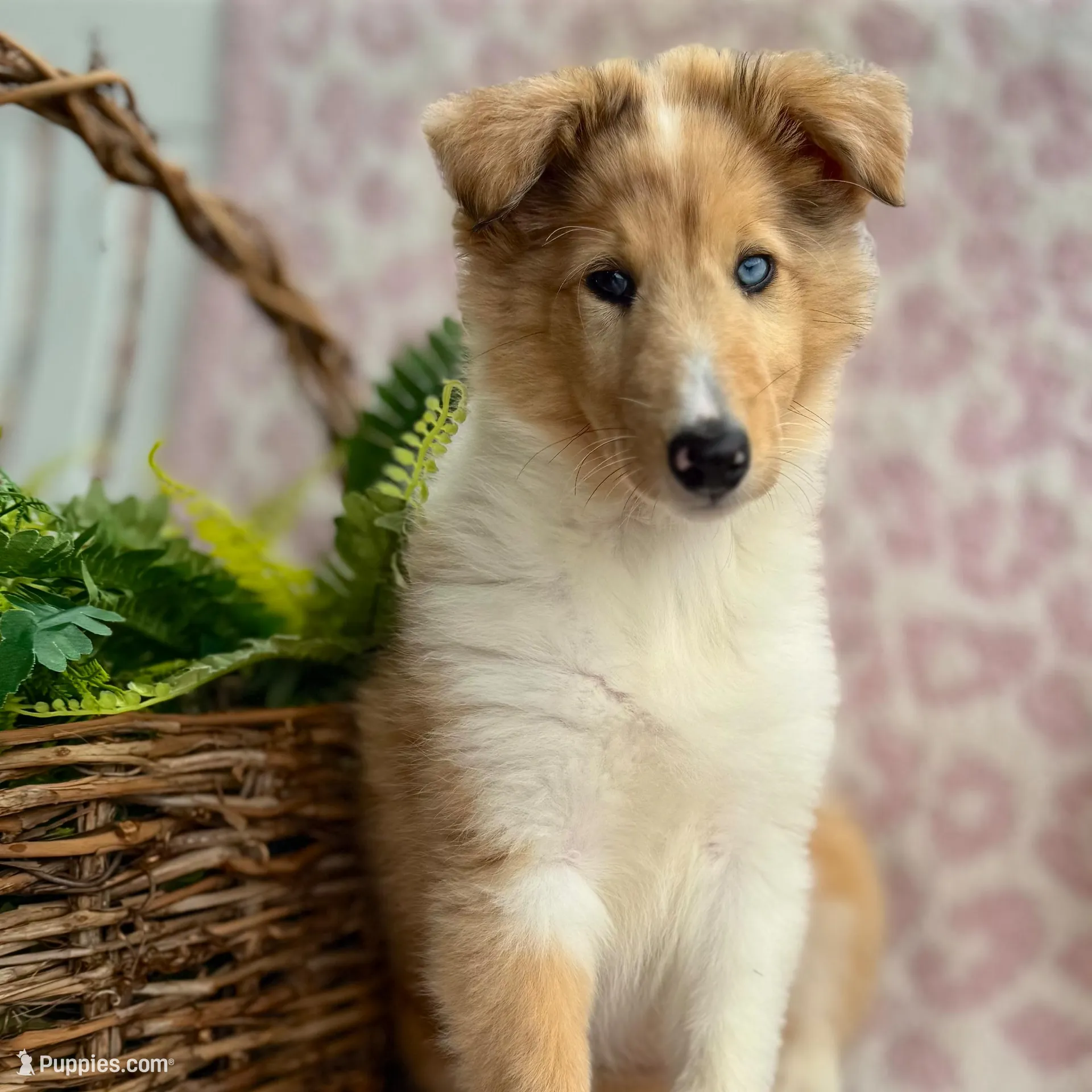 Denim, a female Collie for sale in Charleston, WV – Photo 3 of 6