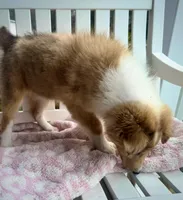 Denim, a female Collie for sale in Charleston, WV – Photo 5 of 6