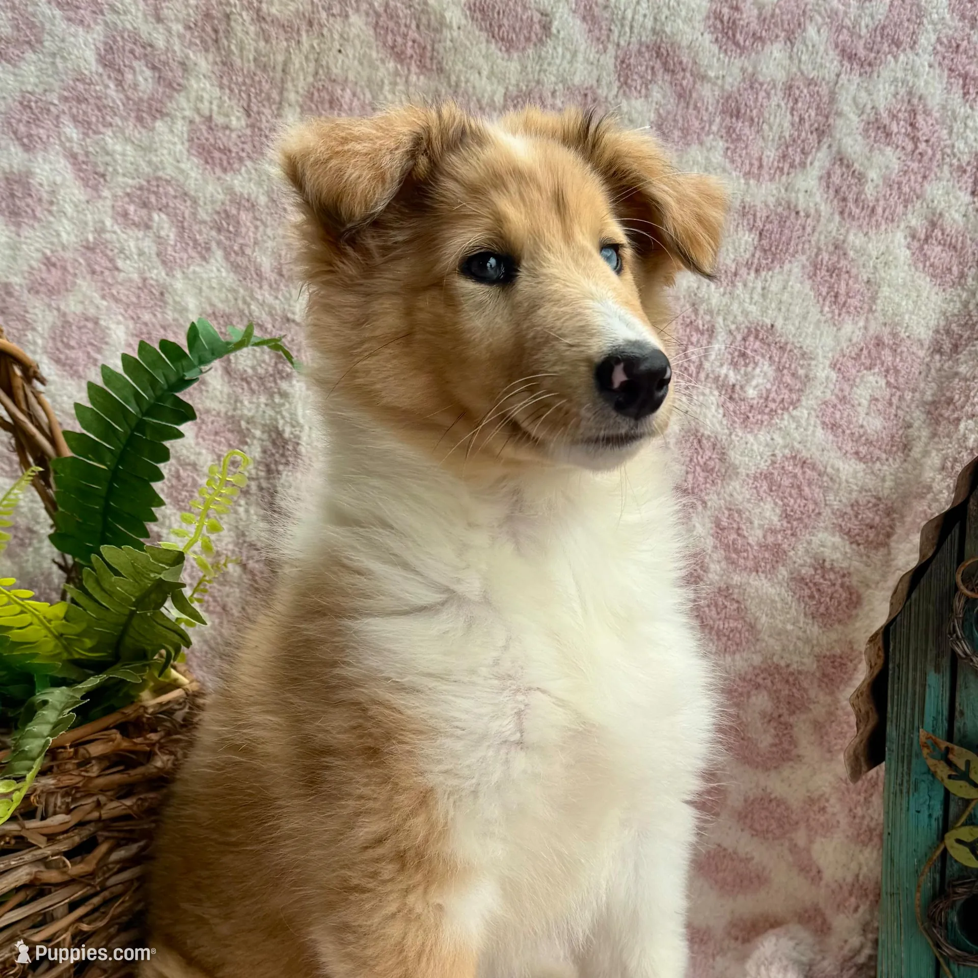 Denim, a female Collie for sale in Charleston, WV – Photo 2 of 6