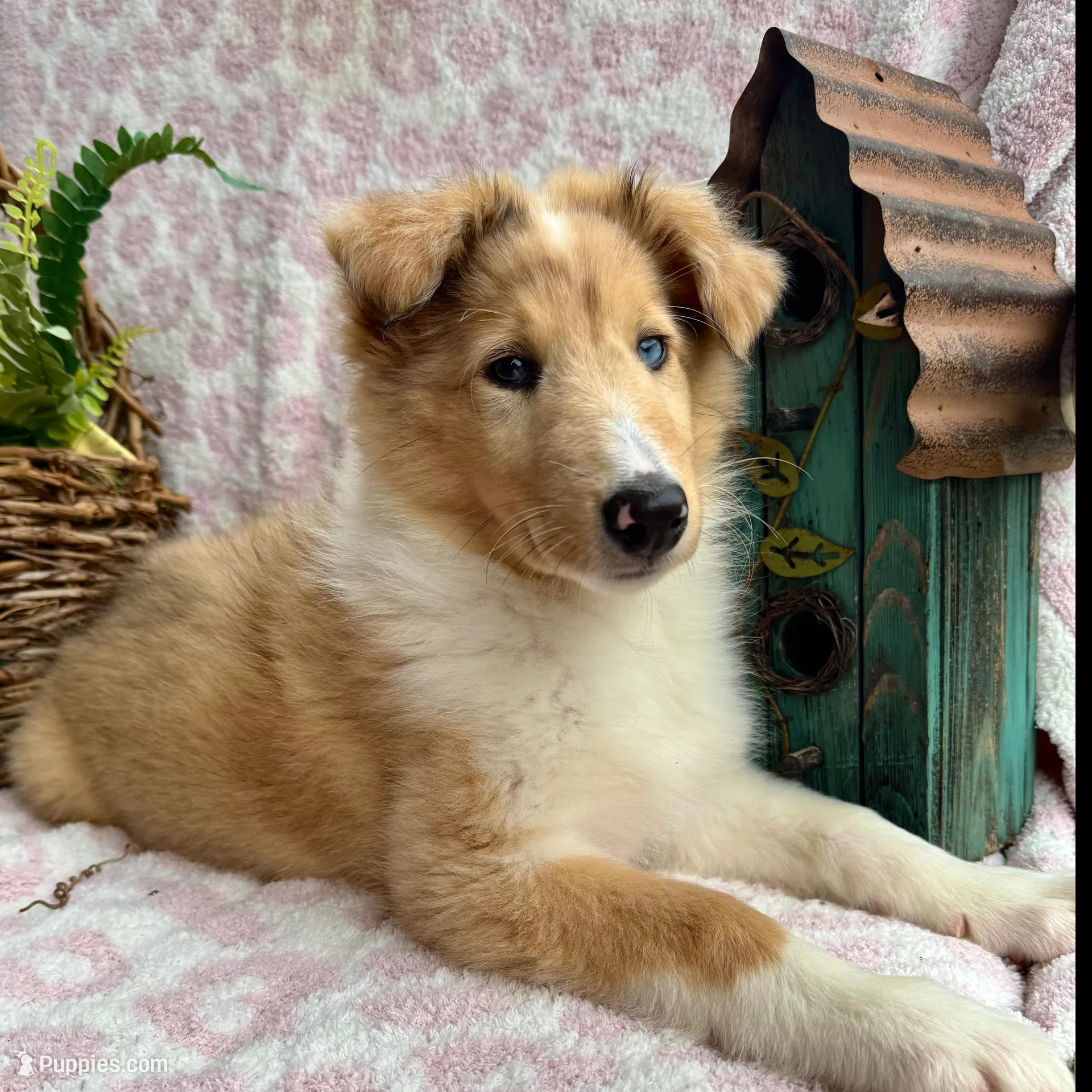 Denim, a female Collie for sale in Charleston, WV – Photo 6 of 6
