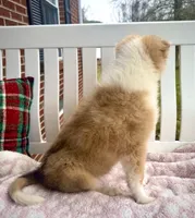 Denim, a female Collie for sale in Charleston, WV – Photo 4 of 6