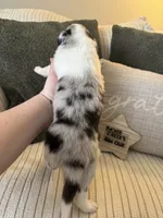 Rumour, a female Collie for sale in Charleston, WV – Photo 3 of 10