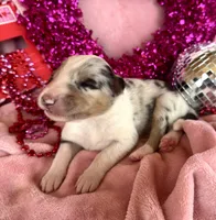 Rumour, a female Collie for sale in Charleston, WV – Photo 10 of 10