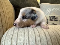 Rumour, a female Collie for sale in Charleston, WV – Photo 2 of 10