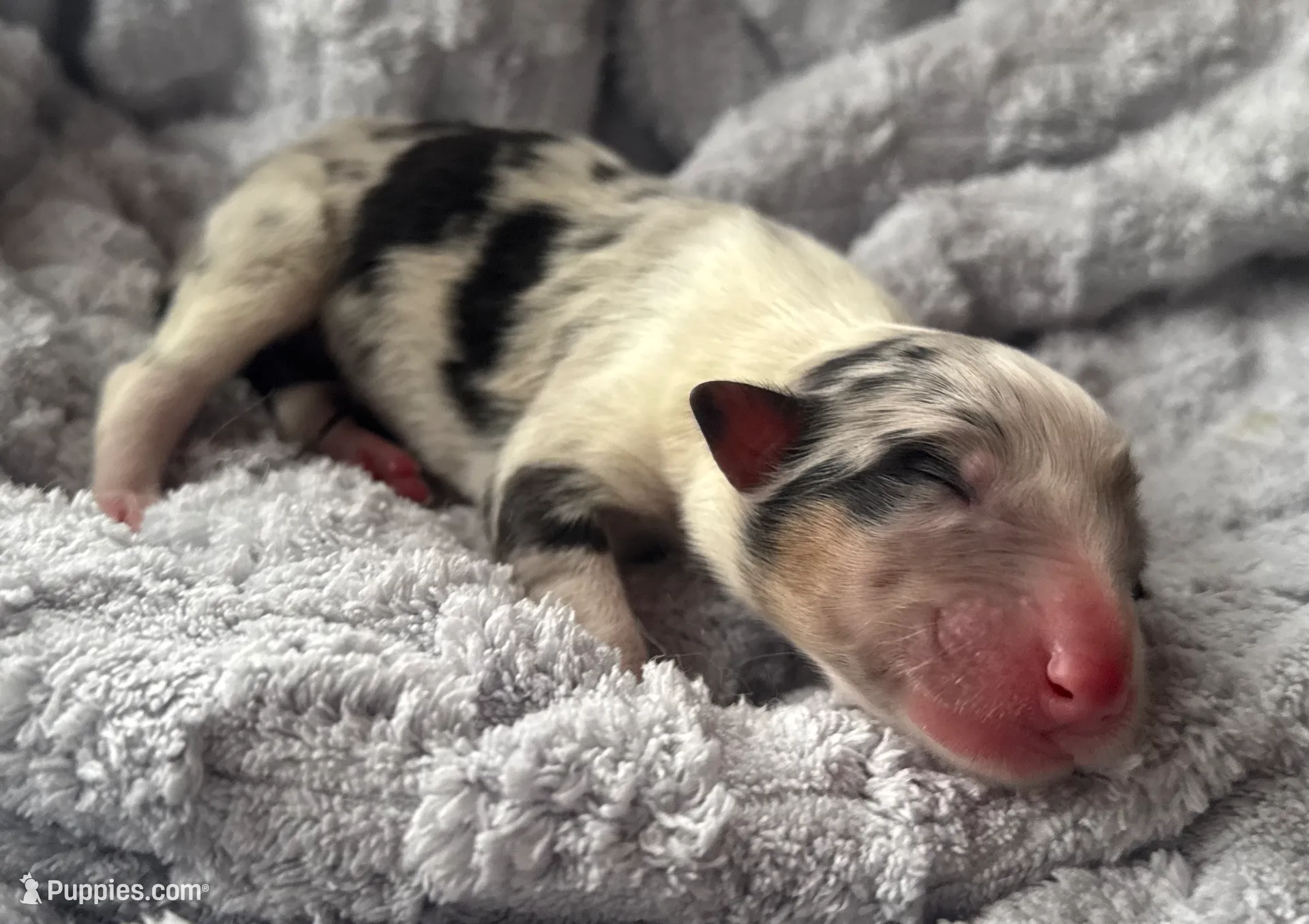 Rumour, a female Collie for sale in Charleston, WV – Photo 6 of 10