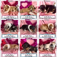 Rumour, a female Collie for sale in Charleston, WV – Photo 7 of 10