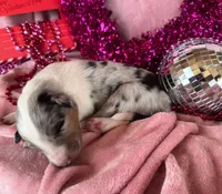 Rumour, a female Collie for sale in Charleston, WV – Photo 9 of 10