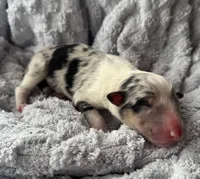 Rumour, a female Collie for sale in Charleston, WV – Photo 8 of 10