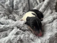 processed/2a3db8e8-e6fb-4412-9c47-93163c810666/listing/56296bfa-11b9-4950-a4eb-0ee7aa7aa96a/8699a2cc-5673-454e-8957-25cc15023021