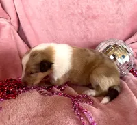 processed/2a3db8e8-e6fb-4412-9c47-93163c810666/listing/b70ad3c0-5958-4052-9b02-67df205decae/a3be4508-f9f8-4dd9-9e9c-5879f293f1cb