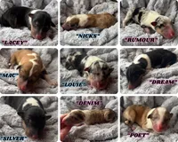 Louie, a male Collie for sale in Charleston, WV – Photo 9 of 9