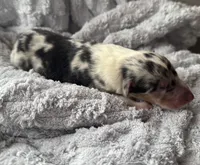 Louie, a male Collie for sale in Charleston, WV – Photo 7 of 9